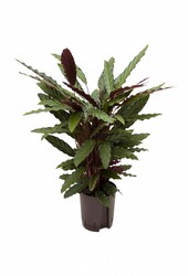 Hydrokulturpflanze Calathea rufibarba