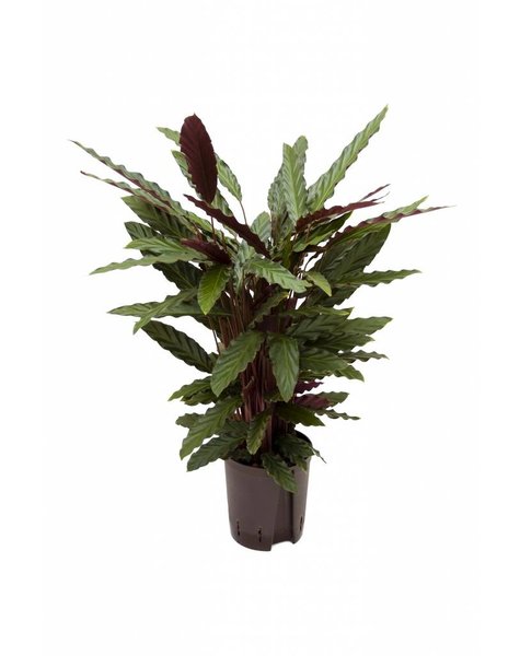 Hydrokulturpflanze Calathea