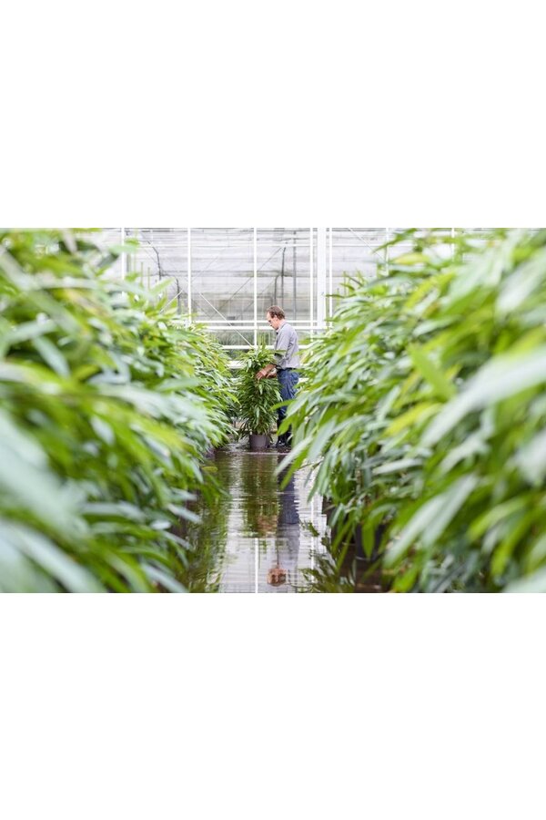 Hydrokulturpflanze Calathea rufibarba