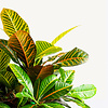 Hydrokulturpflanze Croton (codiaeum) petra