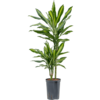 Hydrokulturpflanze Dracaena cintho