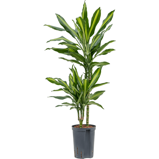 Hydrokulturpflanze Dracaena cintho