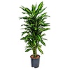 Hydrokulturpflanze Dracaena cintho