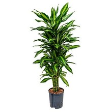 Hydrokulturpflanze Dracaena