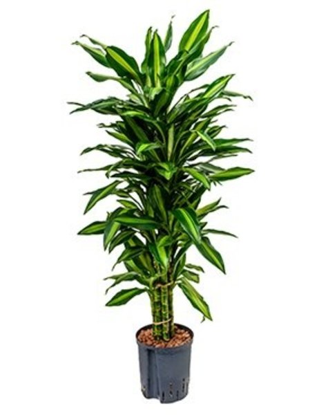 Hydrokulturpflanze Dracaena