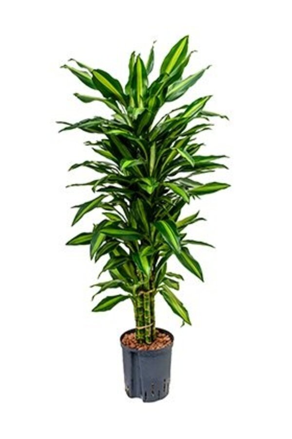 Hydrokulturpflanze Dracaena cintho
