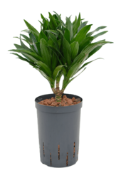 Hydrokulturpflanze Dracaena compacta