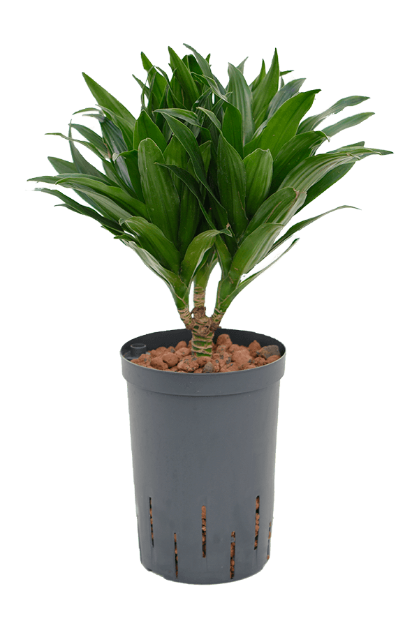 Hydrokulturpflanze Dracaena compacta