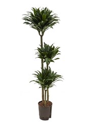 Hydrokulturpflanze Dracaena compacta