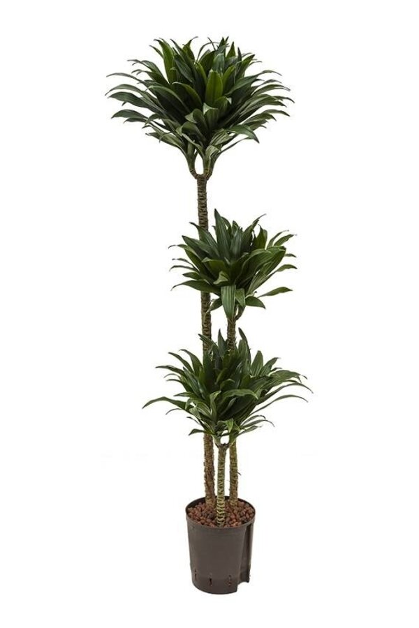 Hydrokulturpflanze Dracaena compacta