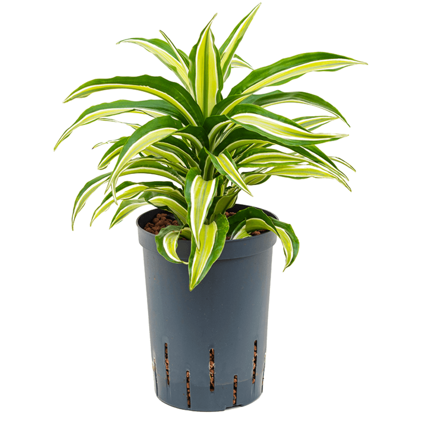 dracena fertilizer Professional Liquid Dracaena Plant Fertilizer