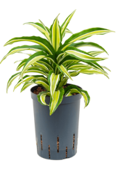 Hydrokulturpflanze Dracaena Fragrans malaika