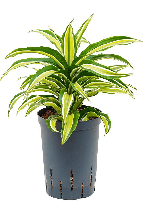 Hydrokulturpflanze Dracaena Fragrans malaika
