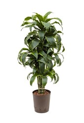 Hydrokulturpflanze Dracaena dorado