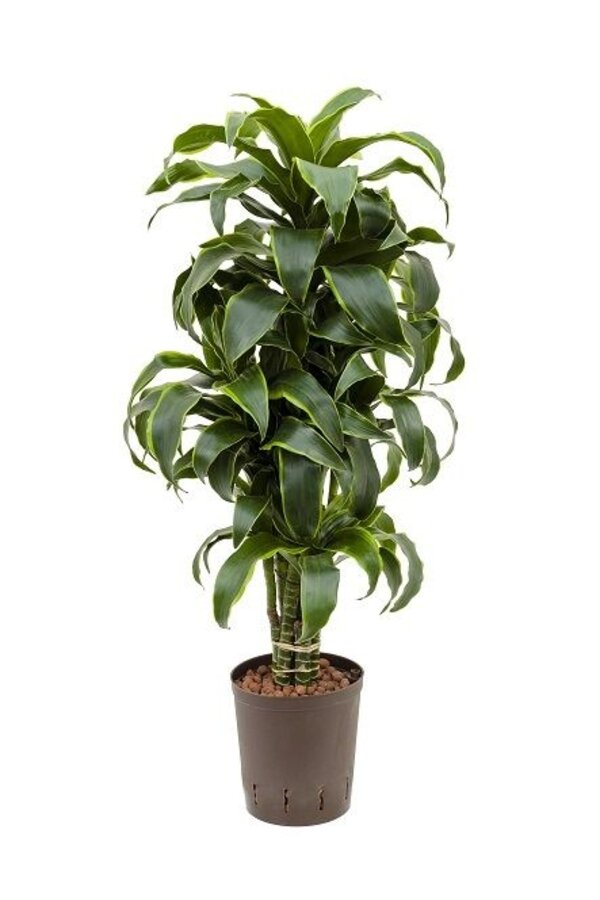 Hydrokulturpflanze Dracaena dorado