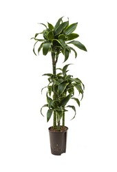 Hydrokulturpflanze Dracaena dorado
