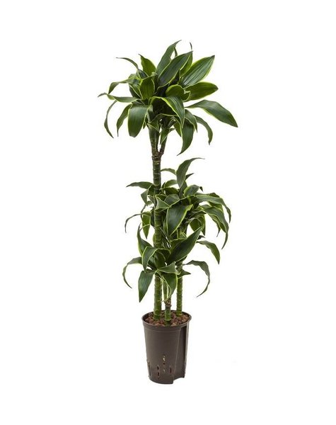 Hydrokulturpflanze Dracaena