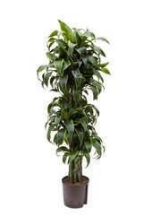 Hydrokulturpflanze Dracaena dorado