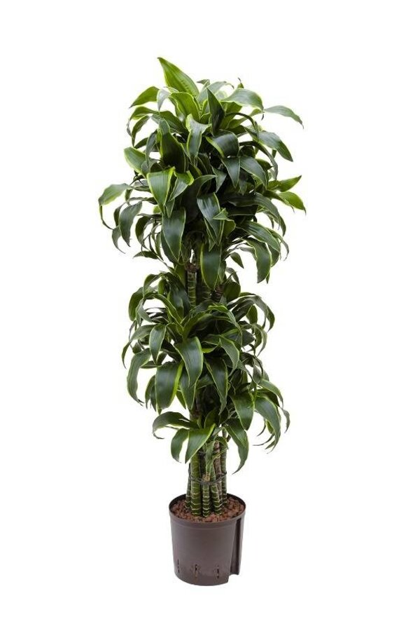 Hydrokulturpflanze Dracaena dorado