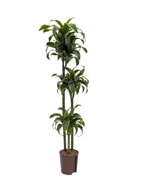 Hydrokulturpflanze Dracaena