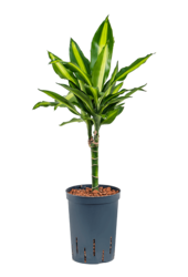 Hydrokulturpflanze Dracaena fragrans