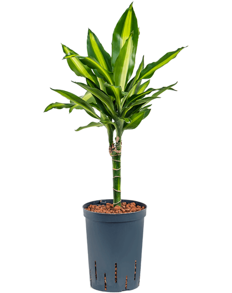 Hydrokulturpflanze Dracaena