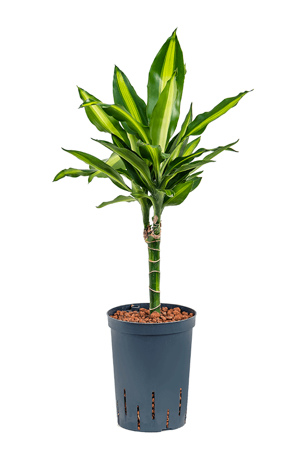Hydrokulturpflanze Dracaena fragrans