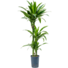 Hydrokulturpflanze Dracaena fragrans