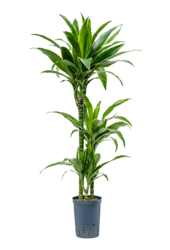 Hydrokulturpflanze Dracaena fragrans
