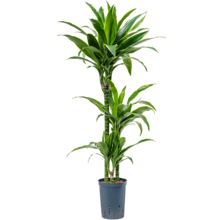 Hydrokulturpflanze Dracaena