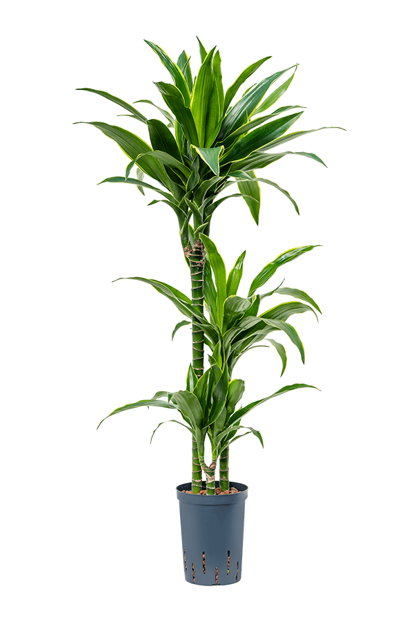 Hydrokulturpflanze Dracaena fragrans