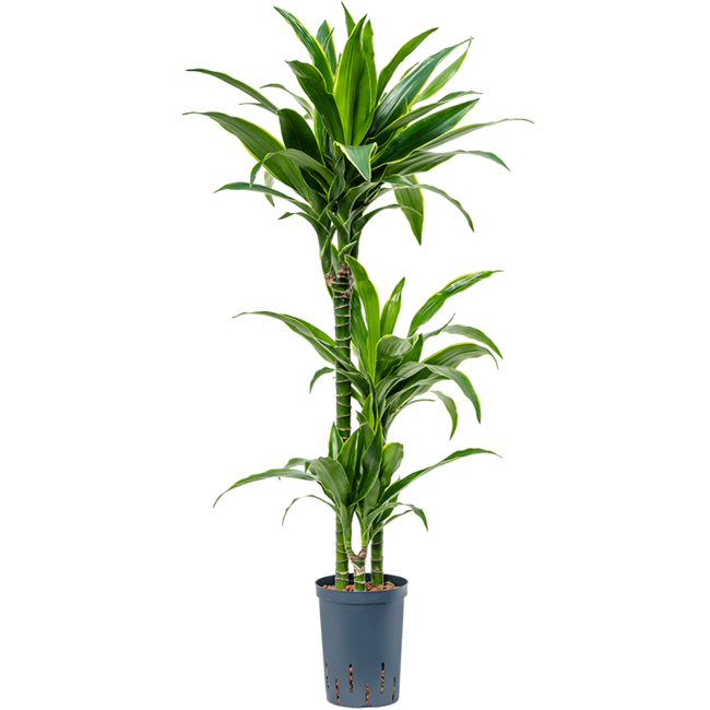 Hydrokulturpflanze Dracaena fragrans