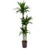 Hydrokulturpflanze Dracaena janet craig