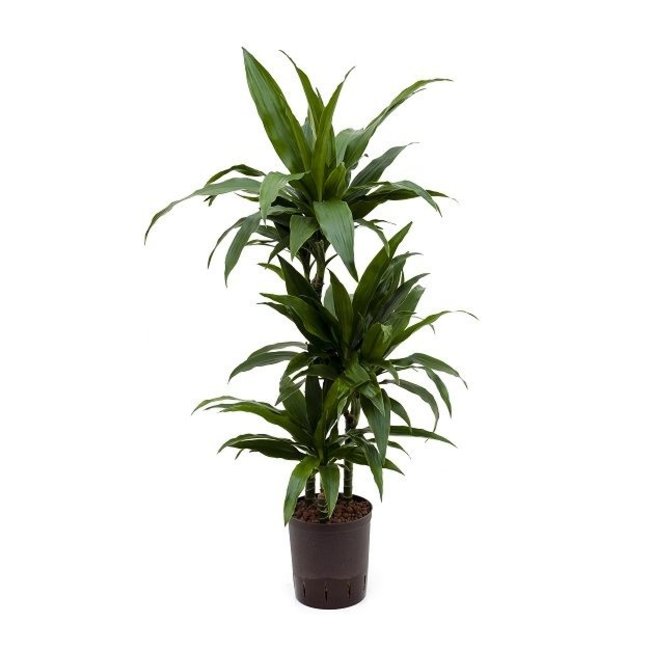 Hydrokulturpflanze Dracaena janet craig