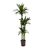 Hydrokulturpflanze Dracaena janet craig