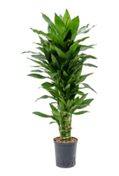 Hydrokulturpflanze Dracaena janet craig