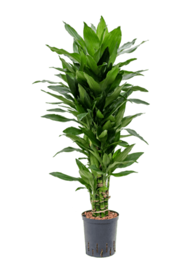 Hydrokulturpflanze Dracaena janet craig