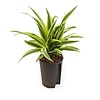 Hydrokulturpflanze Dracaena Zitronenlimette