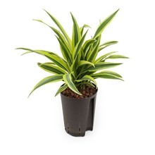 Hydrokulturpflanze Dracaena