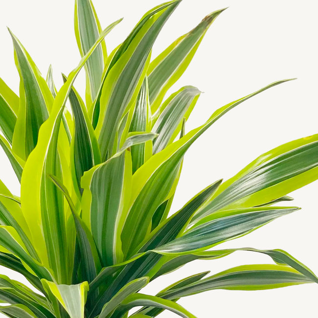 Hydrokulturpflanze Dracaena Zitronenlimette