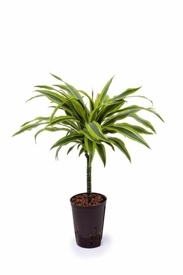 Hydrokulturpflanze Dracaena Zitronenlimette