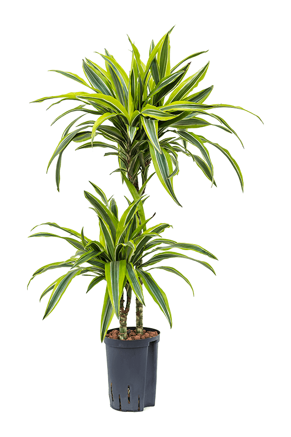 Hydrokulturpflanze Dracaena Zitronenlimette