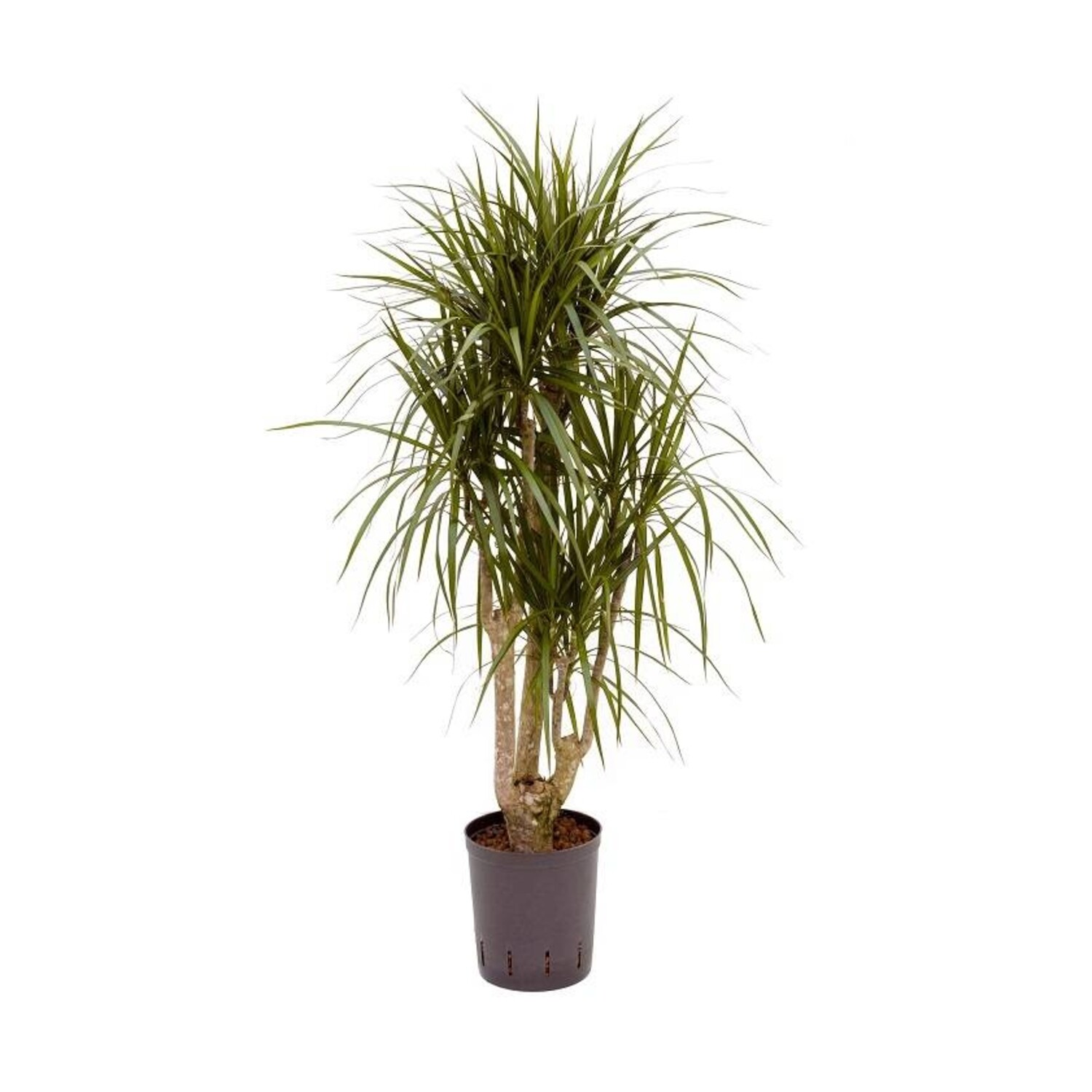 Bestellen Sie Ihre Wasserpflanze Dracaena marginata online -  www.fleurdirect.com