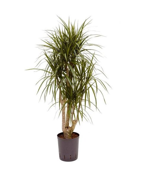 Hydrokulturpflanze Dracaena