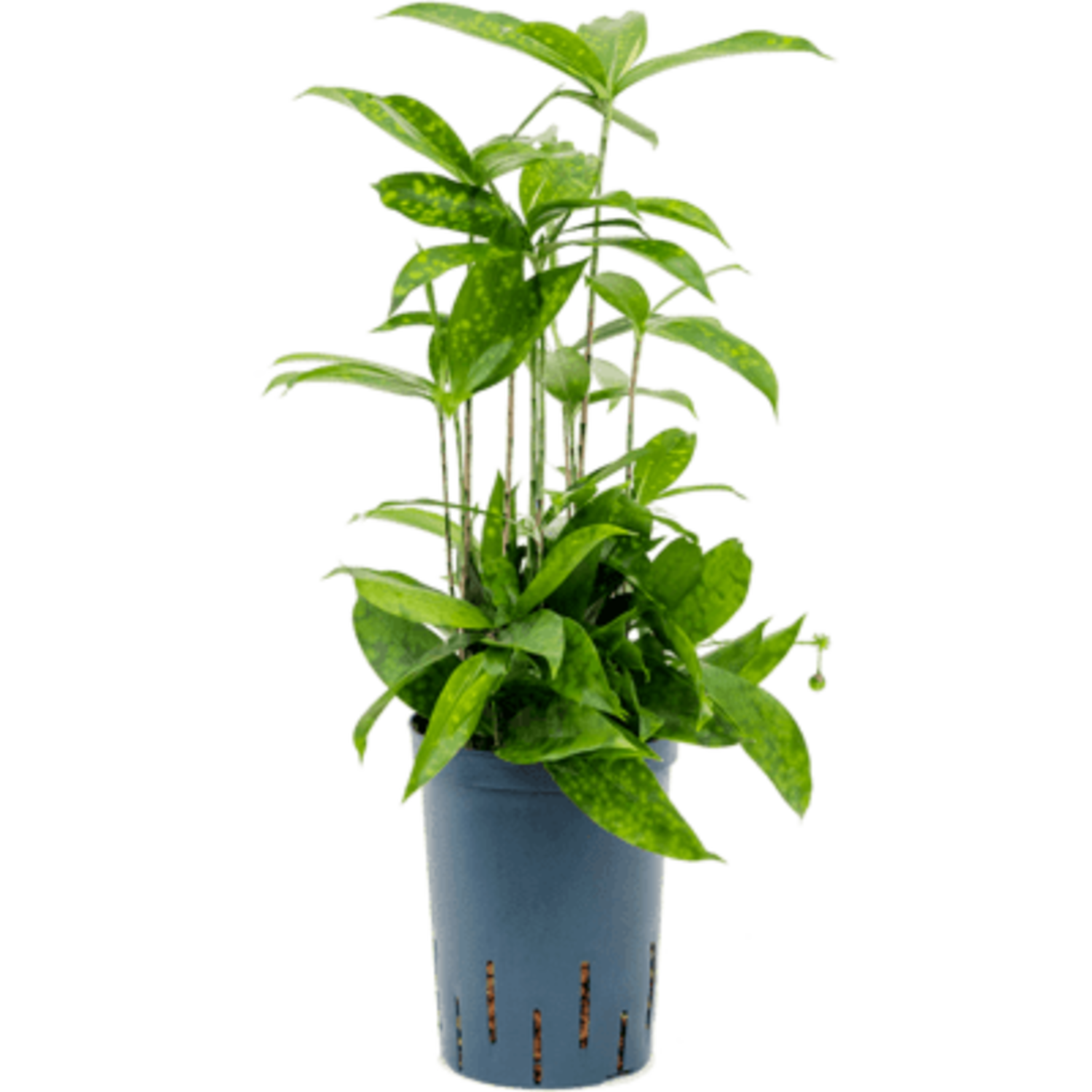 dracaena masoniana Dracaena masoniana main image 1