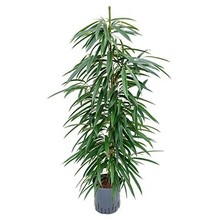 Hydrokulturpflanze Ficus alii