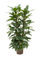 Hydrokulturpflanze Ficus cyathistipula