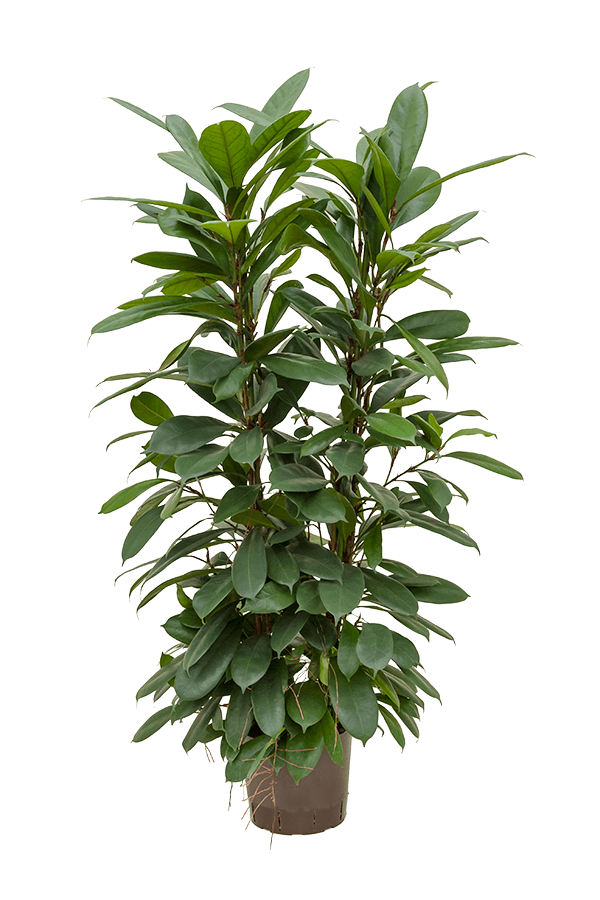 Hydrokulturpflanze Ficus cyathistipula