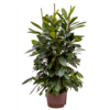 Hydrokulturpflanze Ficus cyathistipula