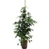 Hydrokulturpflanze Ficus danielle